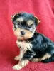 Photo №1. yorkshire terrier - à vendre en ville de Linz | Gratuit | Annonce №98107