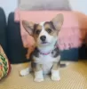 Photo №1. welsh corgi - à vendre en ville de Atlanta | 284€ | Annonce №107203