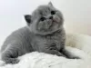 Photo №2 de l'annonce № 88665 de la vente british shorthair - acheter à USA annonce privée