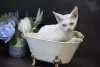 Photo №4. Je vais vendre devon rex en ville de Буффало Гров. éleveur - prix - négocié