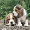 Photo №1. beagle - à vendre en ville de Chemnitz | 426€ | Annonce №127384