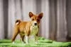 Photo №3. Chiots Basenji FCI disponibles. Pologne