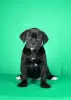 Photo №1. cane corso - à vendre en ville de Нови Сад | négocié | Annonce №122379