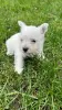 Photo №4. Je vais vendre west highland white terrier en ville de Альгермиссен. éleveur - prix - 1500€