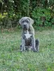 Photo №2 de l'annonce № 106781 de la vente cane corso - acheter à Pologne éleveur