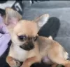 Photo №1. chihuahua - à vendre en ville de Abu Dhabi | négocié | Annonce №50078