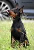 Photo №4. Je vais vendre pinscher miniature en ville de Kiev. annonce privée, de la fourrière, éleveur - prix - 775€