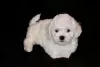 Photo №1. bichon à poil frisé - à vendre en ville de Minsk | 2000€ | Annonce №48014