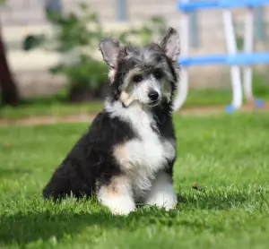 Photo №1. chien chinois à crête - à vendre en ville de Moscou | 213€ | Annonce №3368