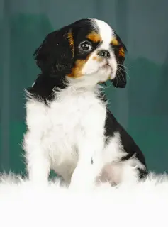 Photo №2 de l'annonce № 2294 de la vente cavalier king charles spaniel - acheter à Estonie éleveur