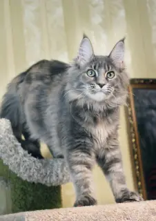 Photo №2 de l'annonce № 3423 de la vente maine coon - acheter à Fédération de Russie de la fourrière