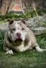 Photo №1. american bully - à vendre en ville de Weinheim | négocié | Annonce №66043