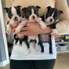 Photo №3. Chiots Boston Terrier. Allemagne