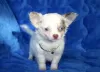 Photo №1. chihuahua - à vendre en ville de Berlin | Gratuit | Annonce №98240