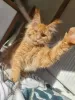 Photo №1. maine coon - à vendre en ville de Gorzów Wielkopolski | 800€ | Annonce № 20125