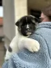 Photos supplémentaires: Akita américain, TOP chiots