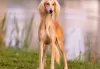 Photos supplémentaires: Chiots Saluki, femelles et mâles