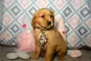 Photo №1. golden retriever - à vendre en ville de Berlin | 250€ | Annonce №107367