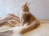 Photo №1. maine coon - à vendre en ville de Koursk | 228€ | Annonce № 7541