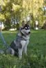 Photo №3. chiots husky sibérien. Ukraine