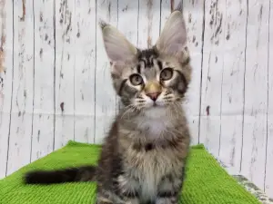 Photos supplémentaires: Maine Coon fille comme animal de compagnie