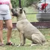 Photos supplémentaires: Chiots cane corso