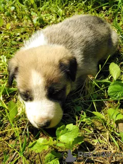 Photo №3. Chiots du Labrador et de Laika. Ukraine