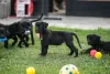 Photo №4. Je vais vendre cane corso en ville de Loznica. éleveur - prix - négocié