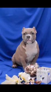 Photo №2 de l'annonce № 1821 de la vente american bully - acheter à Fédération de Russie de la fourrière, éleveur