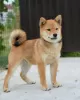 Photo №3. Chiots Shiba Inu. Serbie