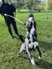 Photos supplémentaires: Le beau husky métis Cosmos est à la recherche d'un foyer !