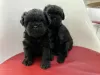 Photo №4. Je vais vendre affenpinscher en ville de Dnipro. de la fourrière, éleveur - prix - 2000€