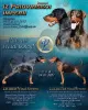 Photos supplémentaires: Chiots dobermans d'un charmant couple