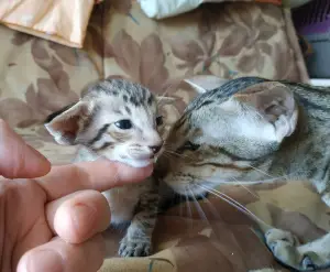 Photos supplémentaires: chaton oriental