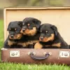 Photo №1. rottweiler - à vendre en ville de Киль | 100€ | Annonce №129430