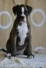 Photo №1. boxer - à vendre en ville de Leskovac | négocié | Annonce №74748