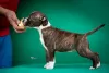 Photos supplémentaires: American Staffordshire Terrier