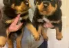 Photo №1. rottweiler - à vendre en ville de Dragsvik | Gratuit | Annonce №128234