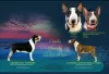 Photo №1. bull terrier - à vendre en ville de Жлобин | négocié | Annonce №15218