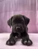 Photo №2 de l'annonce № 11408 de la vente cane corso - acheter à Pologne annonce privée