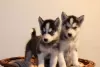 Photo №1. husky de sibérie - à vendre en ville de Братислава | négocié | Annonce №71117