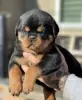 Photo №1. rottweiler - à vendre en ville de Burgas | négocié | Annonce №85253