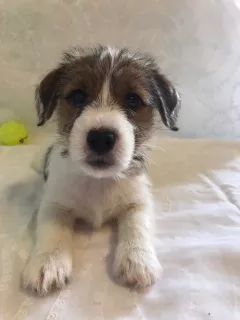 Photo №3. Les chiots Jack Russell Terrier attendent leurs parents. Fédération de Russie