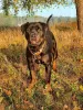 Photo №2 de l'annonce № 123969 de la vente rottweiler - acheter à Fédération de Russie annonce privée