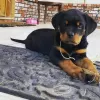 Photo №1. rottweiler - à vendre en ville de Leverkusen | négocié | Annonce №13091