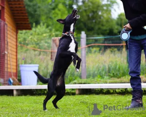 Photos supplémentaires: Je ne donnerai pour rien un chien domestique douillet