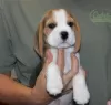 Photo №1. beagle - à vendre en ville de Дрезден | 426€ | Annonce №127390