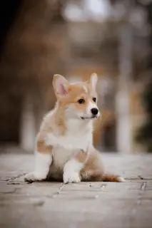 Photo №2 de l'annonce № 4388 de la vente welsh corgi - acheter à Ukraine de la fourrière