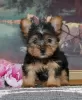 Photo №2 de l'annonce № 87012 de la vente yorkshire terrier - acheter à USA annonce privée, de l'abri