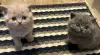 Photo №1. british shorthair - à vendre en ville de Люксембург | Gratuit | Annonce № 131754